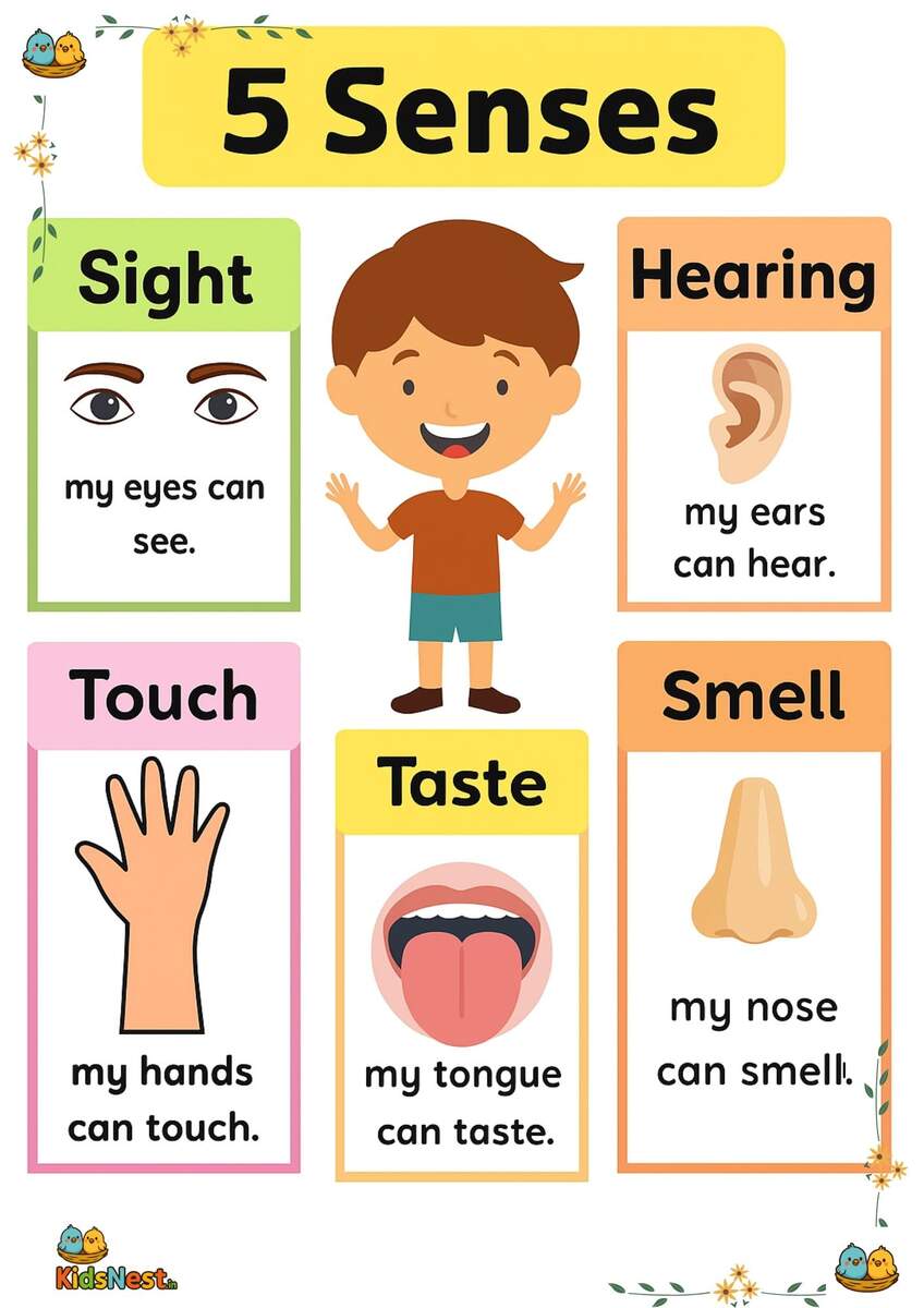 5 Senses Chart Poster Printable Activity For Kids