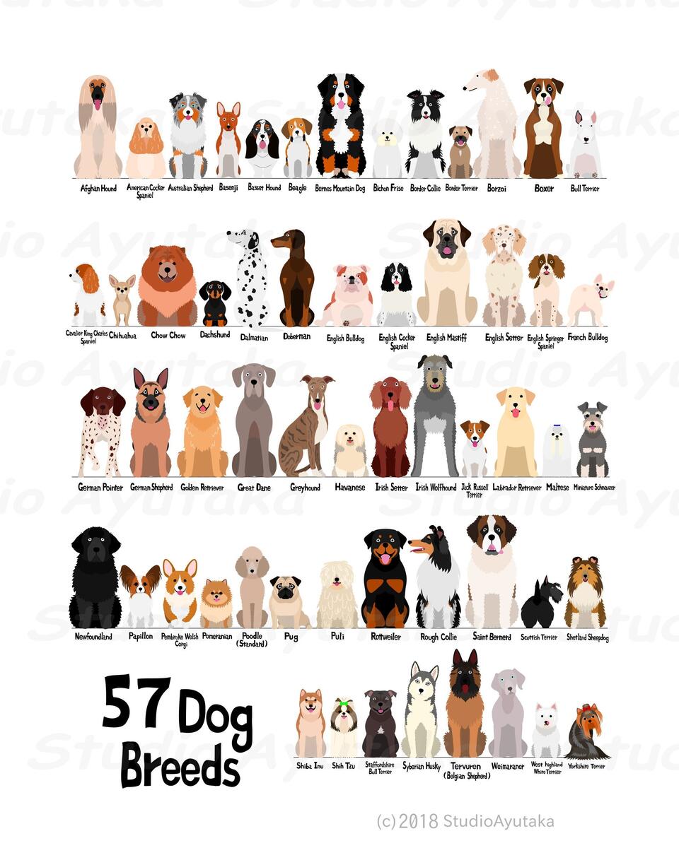 Dog Breed Illustration Art Print Dog Varieties Wall Chart Etsy Denmark