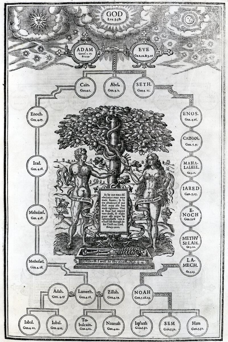 Adam And Eve S Family Tree By English School