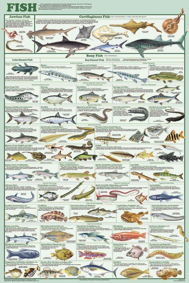 Amazon 123Posters Fish Species Educational And Decorative Chart Poster 24 X 36 Posters Prints