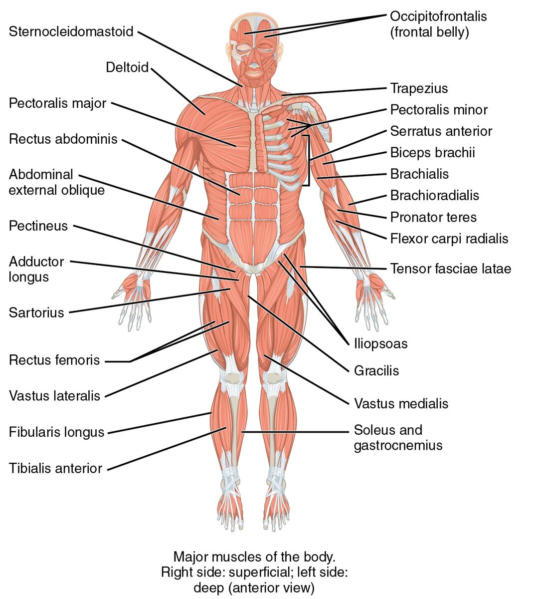 Anatomy Study Guide The Muscular System Rehab Therapy Supplies