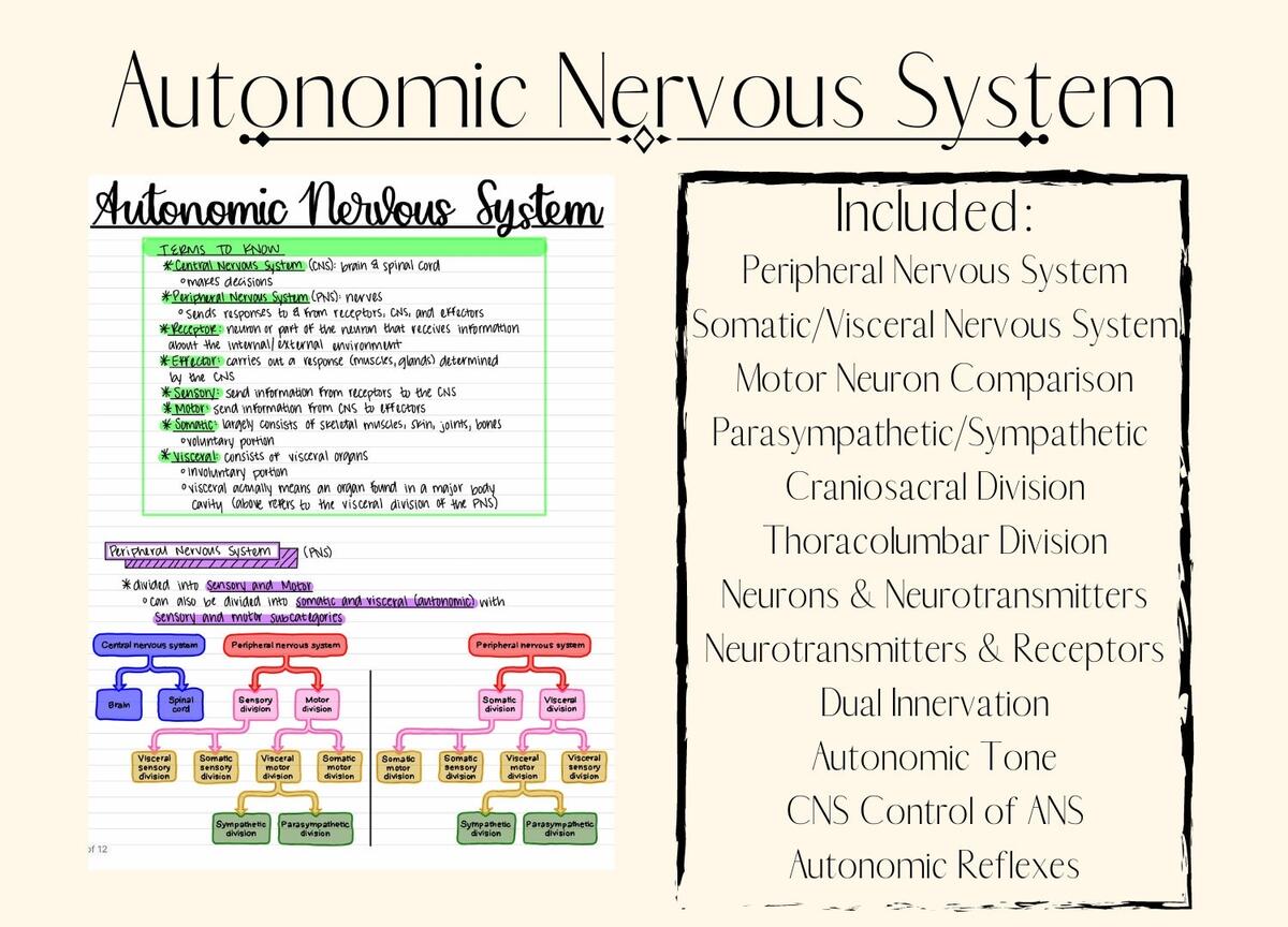 Autonomic Nervous System ANS Etsy