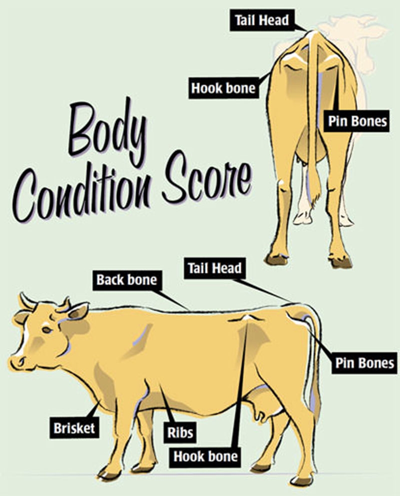 Body Condition Scoring For Cows Hobby Farms