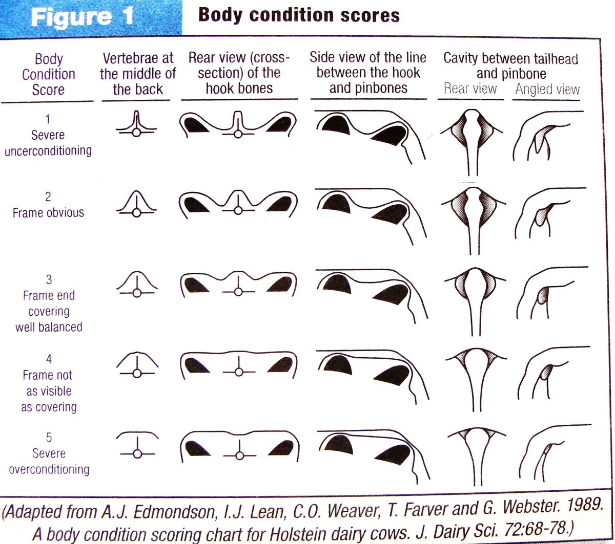 Body Condition Scoring Of Cows Oklahoma State University