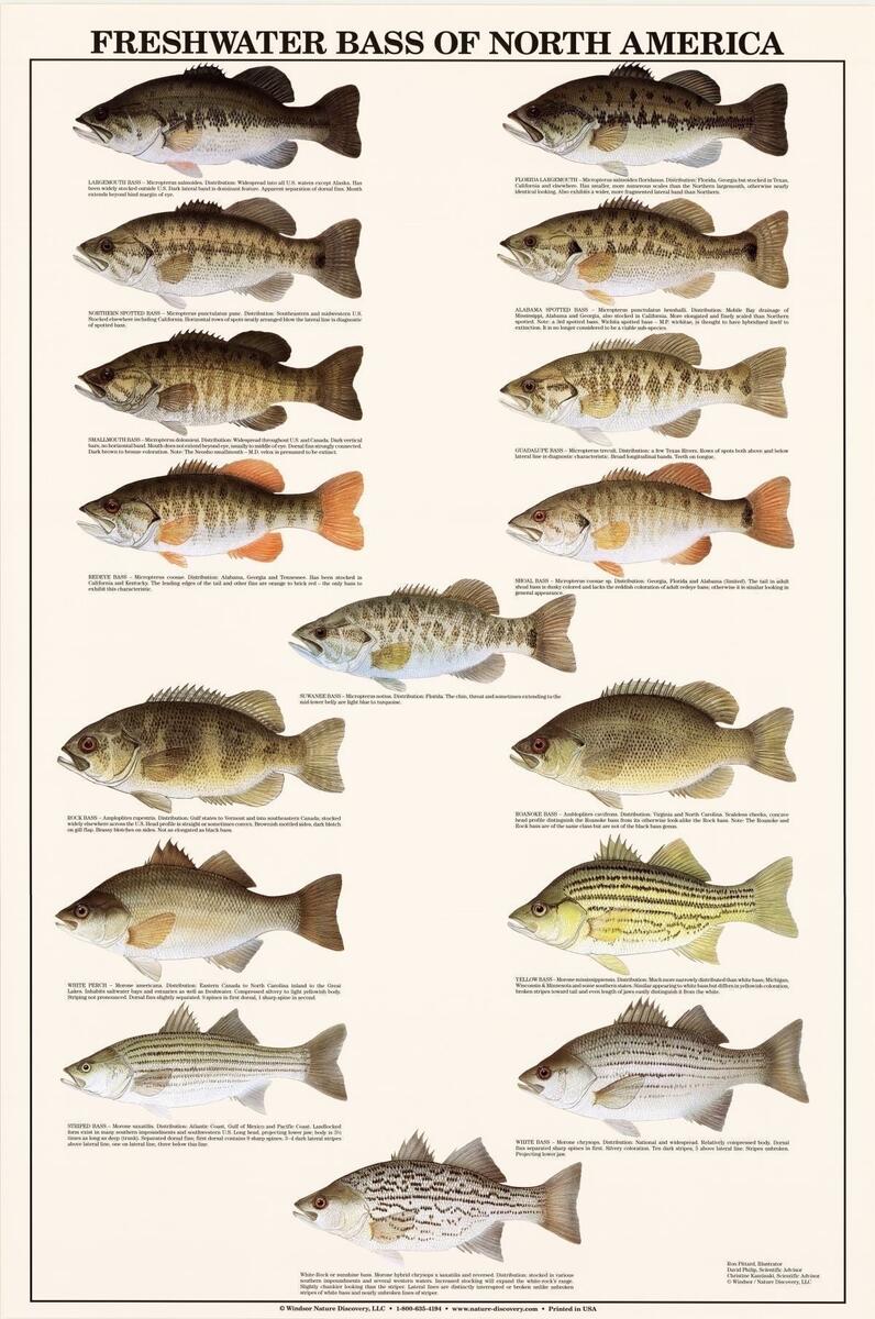 Charting Nature Freshwater Bass Identification Poster And Chart 24 x36 Walmart