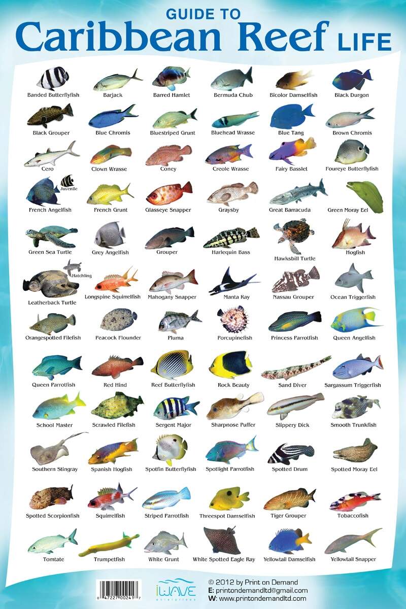 Sportfish Of Montana Poster Print
