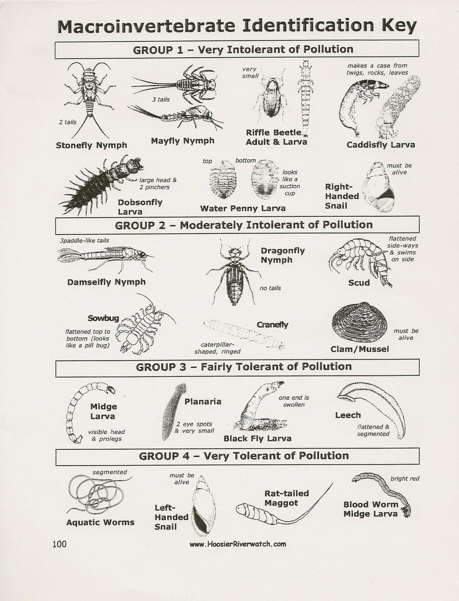 Discover 10 Macroinvertebrates And Aquatic Insects Ideas On This Pinterest Board Environmental Science Environmental Education Teaching Stem And More