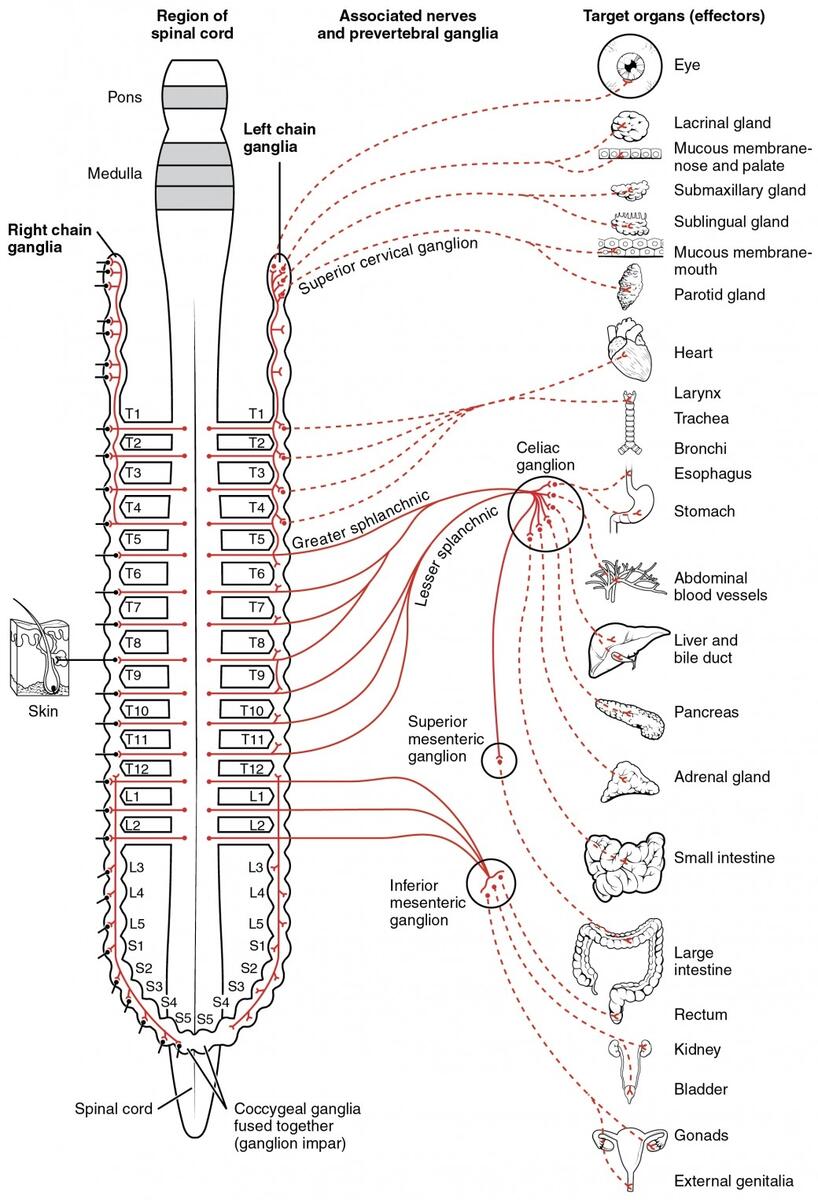 Divisions Of The Autonomic Nervous System Anatomy And Physiology I