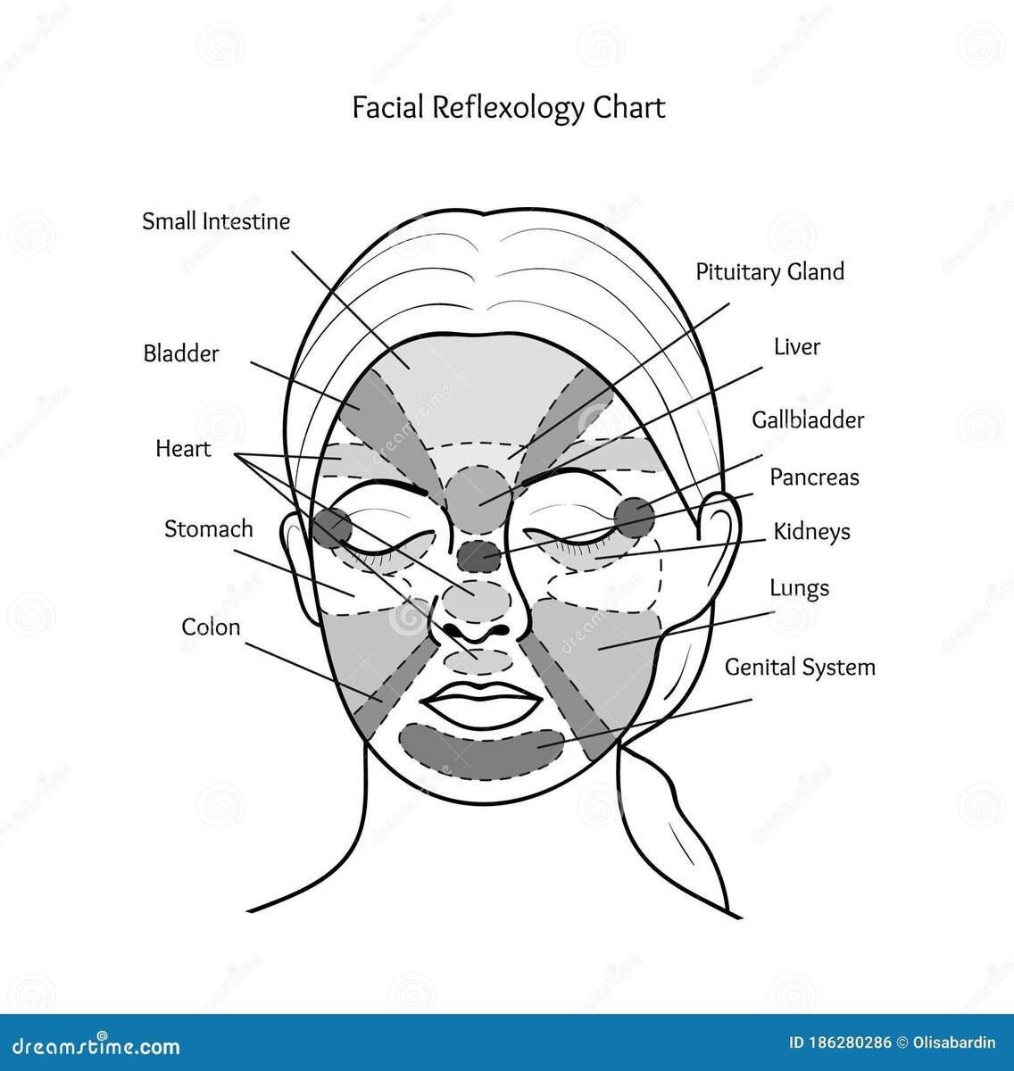 Facial Reflexology Chart Vector Stock Vector Illustration Of Health Points 186280286