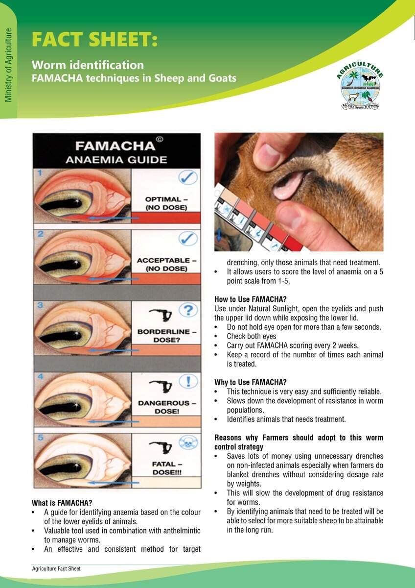 Sheep Emergency Charts Dewormer Coccidia OTC Antibiotic Quick Charts FAMACHA Etsy