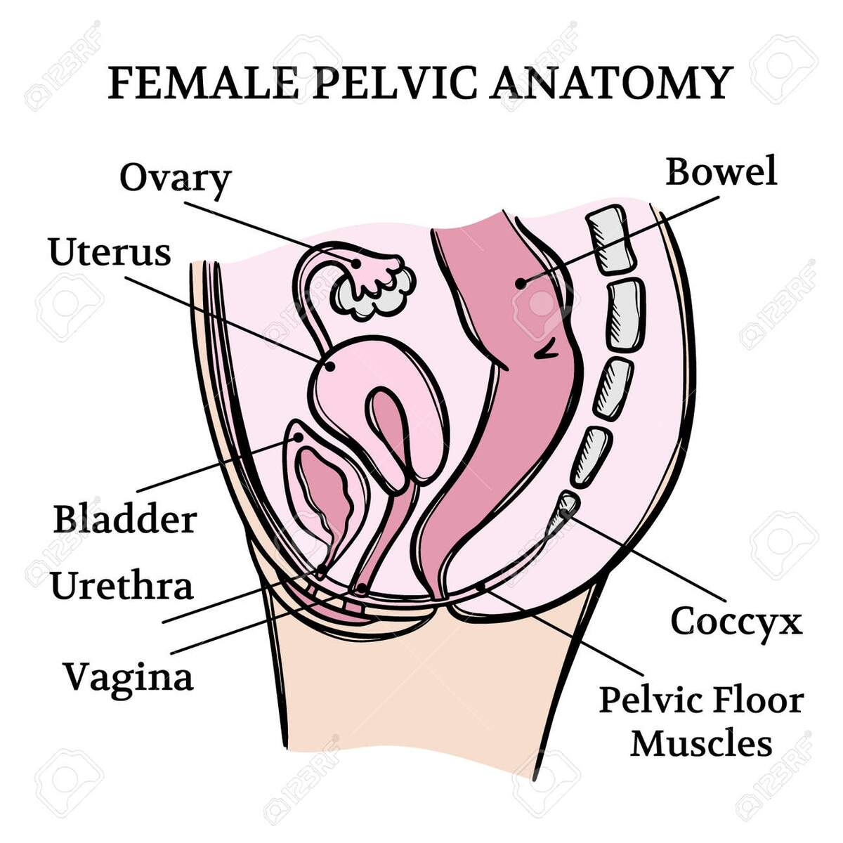 FEMALE PELVIC ANATOMY General Diagram With Explanatory Text For Medical Education Clip Art Vector Illustration Set For Print Royalty Free SVG Cliparts Vectors And Stock Illustration Image 168491049