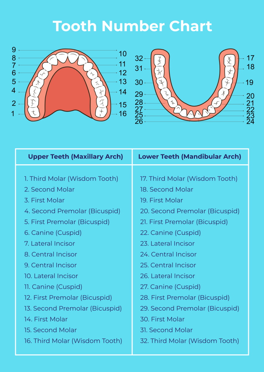 Free Tooth Chart Templates Editable And Printable Tooth Numbers And Illustrations Pi Dental Center