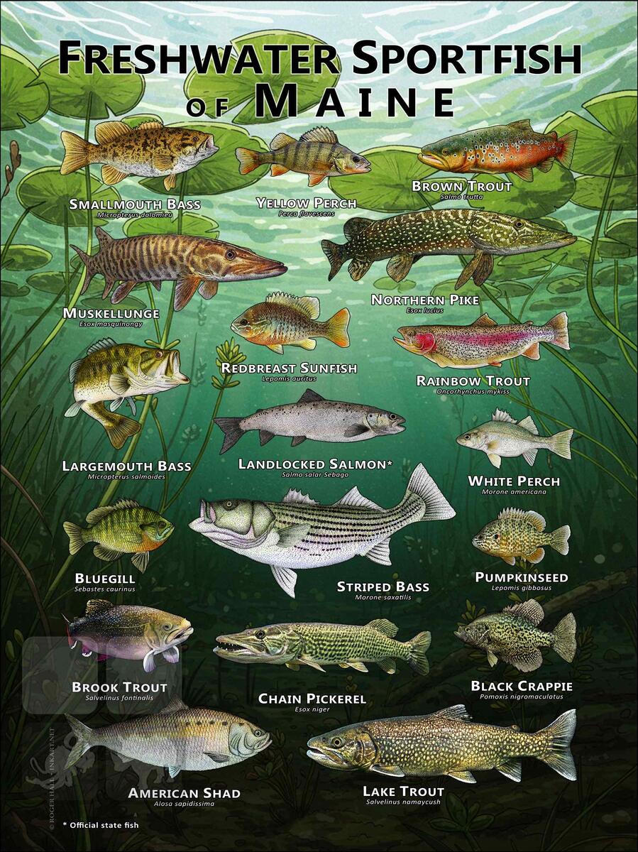Freshwater Sportfish Of Maine Poster Print
