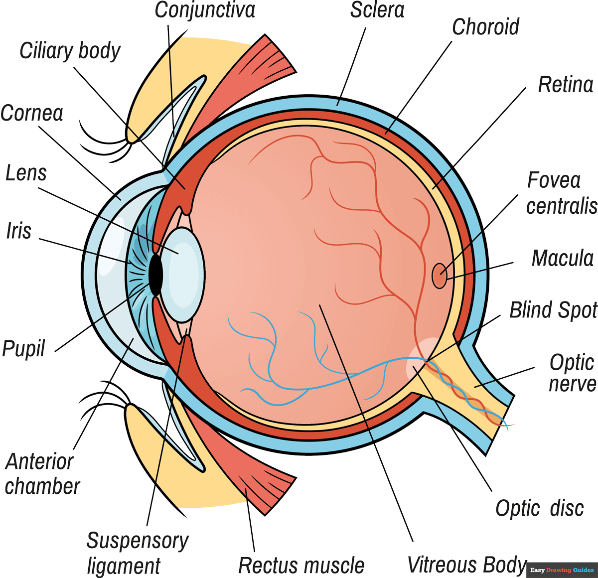 How To Draw A Human Eye Diagram Really Easy Drawing Tutorial