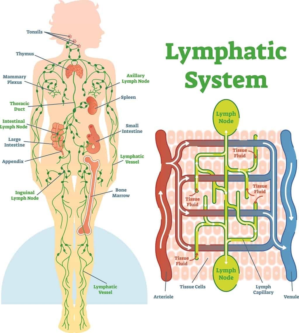 Human Lymphatic System