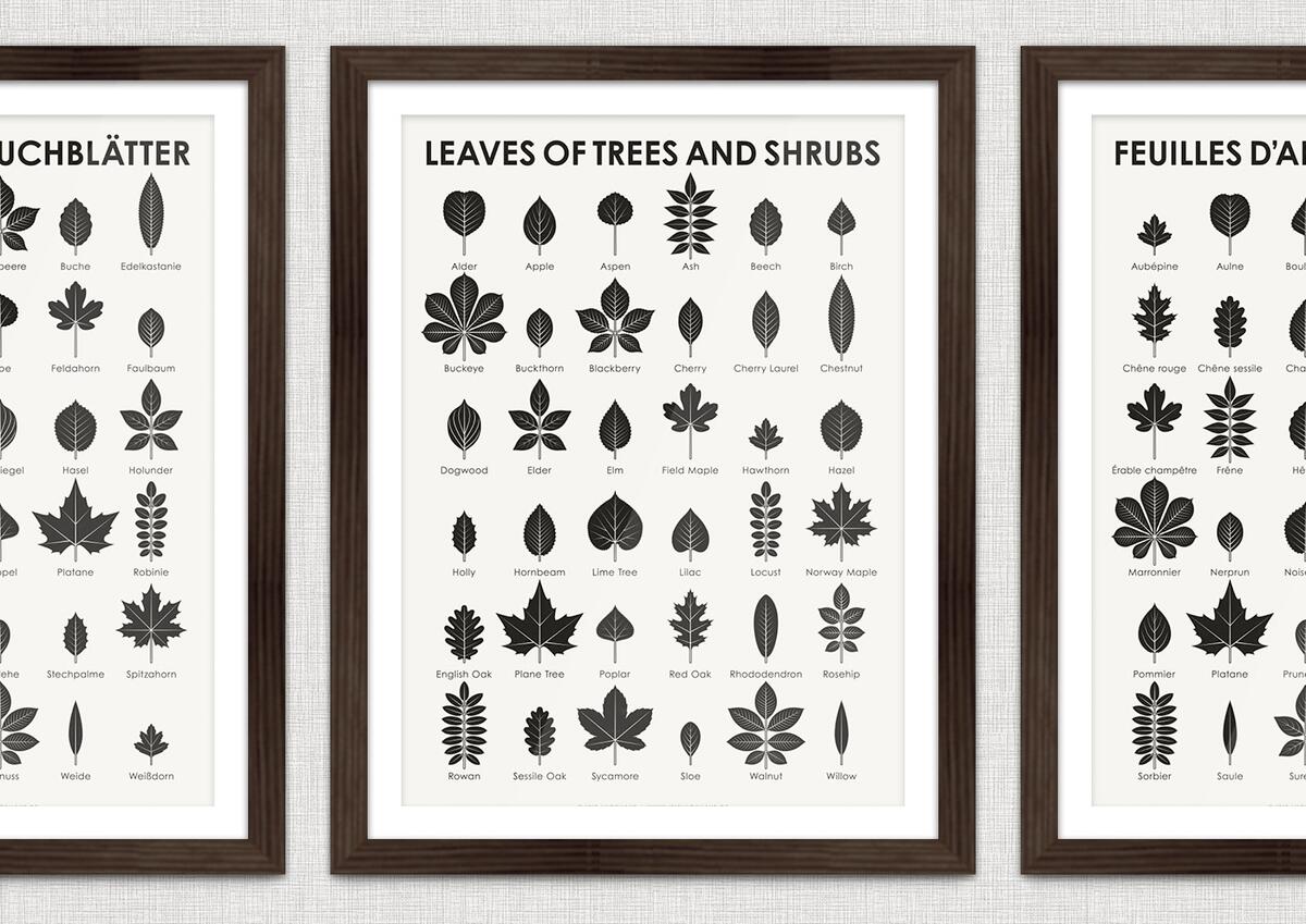 Identification Chart Leaves Of Trees And Shrubs Iris Luckhaus Illustration Design