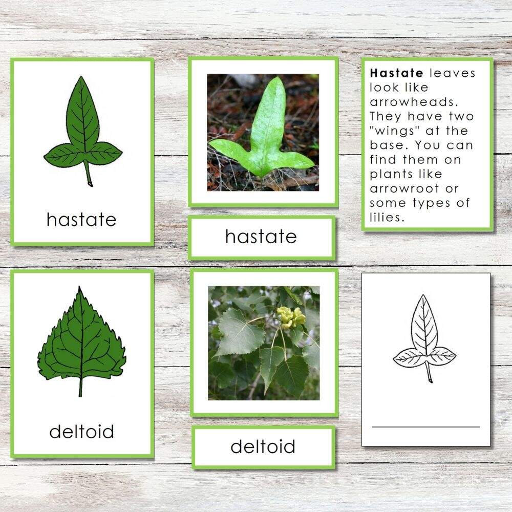 Leaf Shapes 3 Part Cards Information Worksheets Montessori Nature