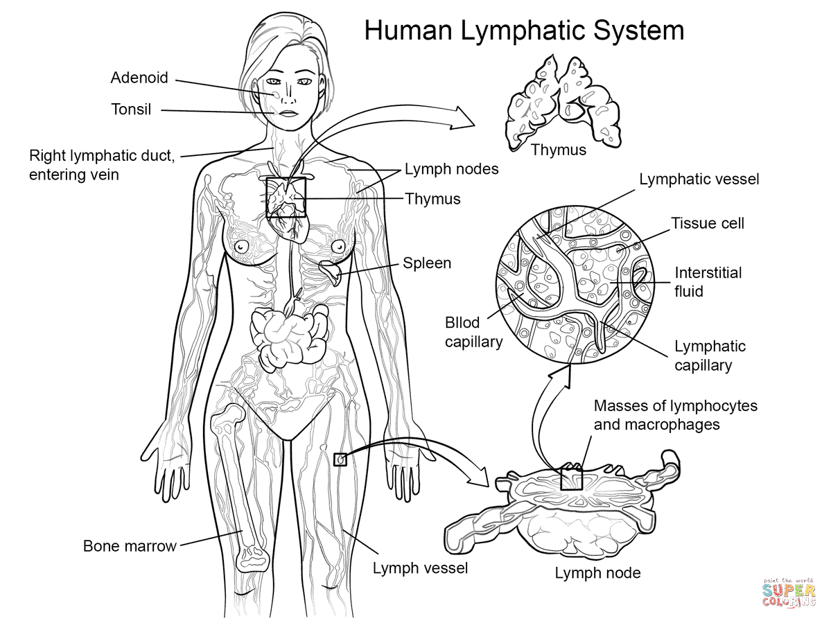 Human Lymphatic System