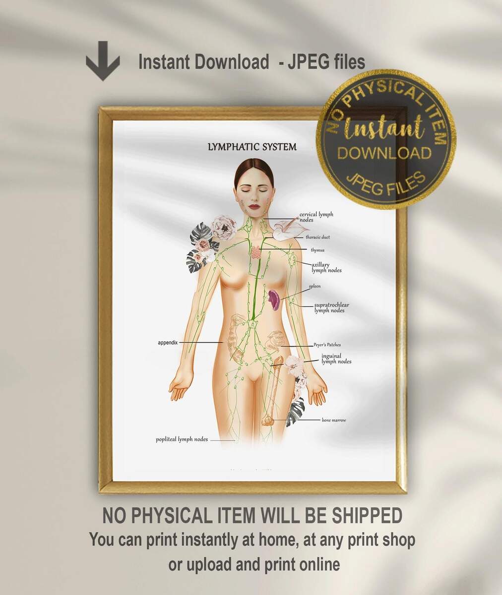 Lymphatic System Massage Chart Etsy