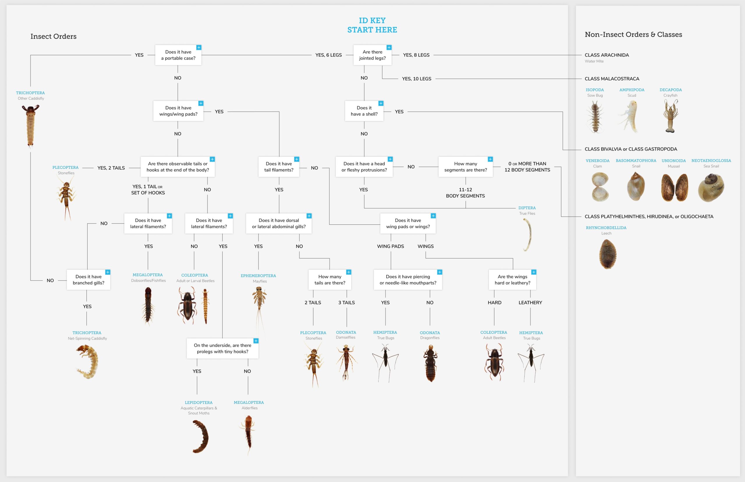 Macroinvertebrate Identification Key