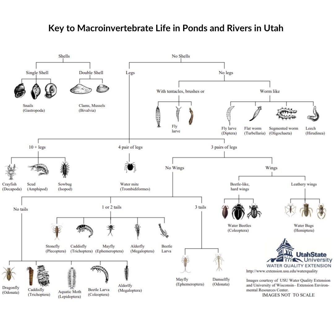 Macroinvertebrate Key USU