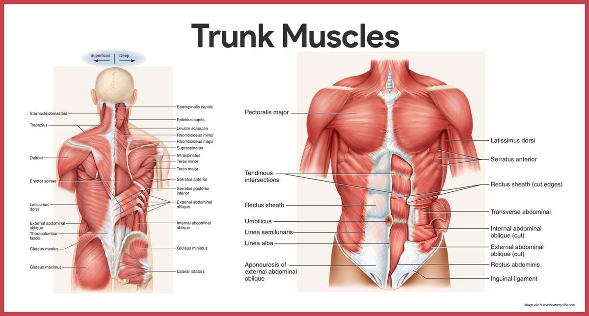 Anatomy Study Guide The Muscular System Rehab Therapy Supplies