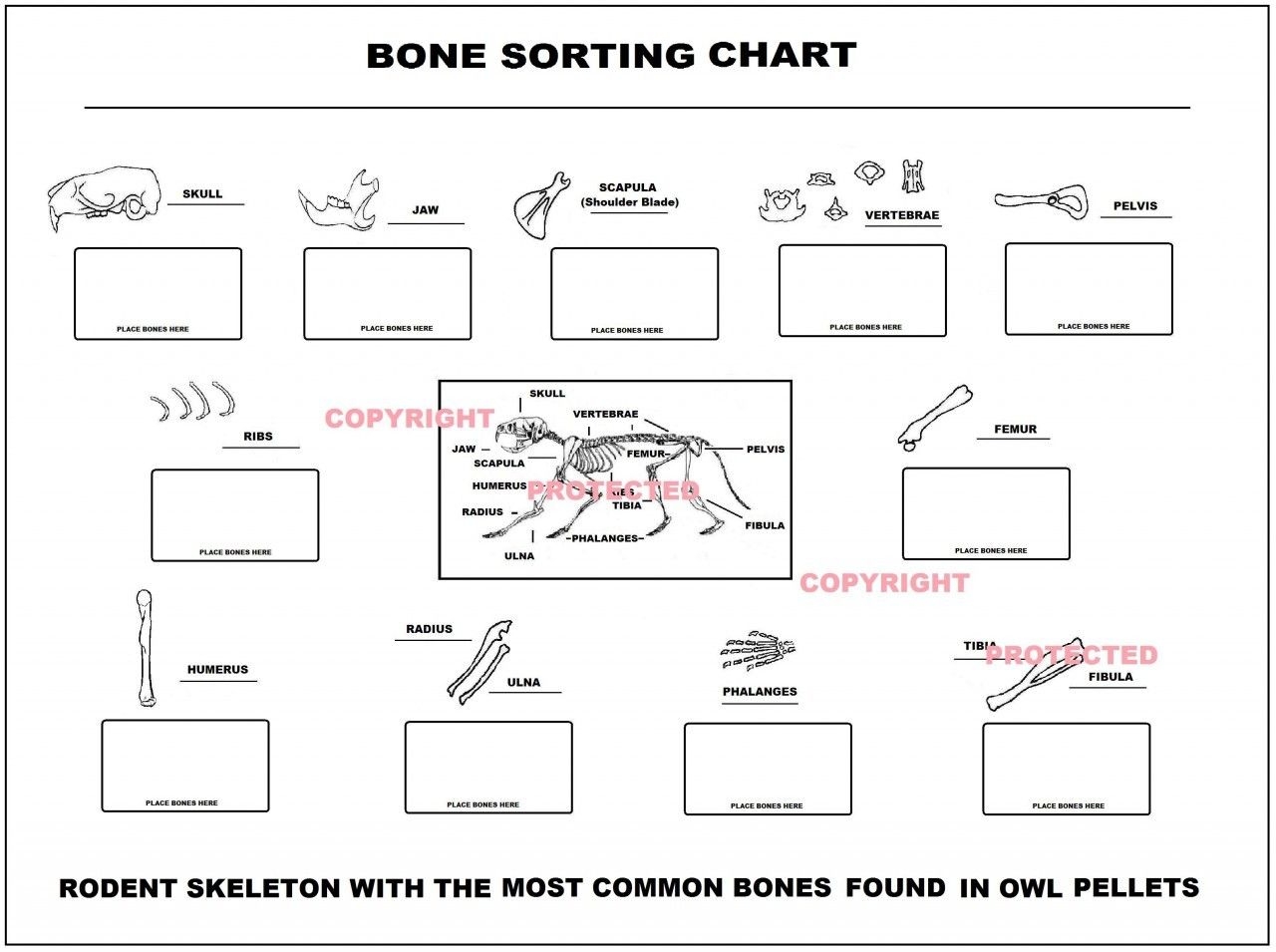 Owl Pellet Kit 15 Pack Large Owl Pellets With Teacher S Guide And Bone Sorting Owl Pellets For Sale