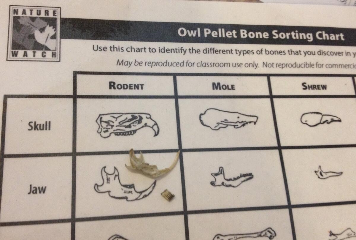 Owl Toys Owl Pellet Bone Chart Disect It