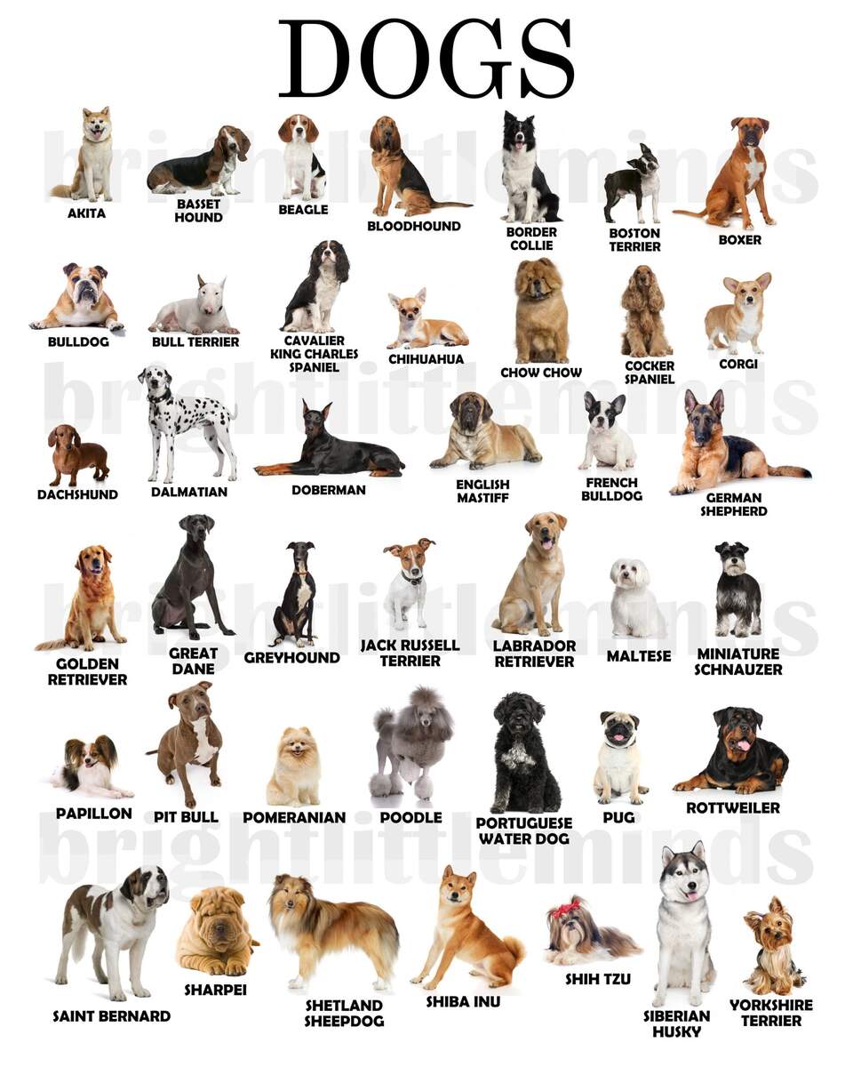 Printed And Framed Dog Breeds Poster Montessori Etsy Sweden