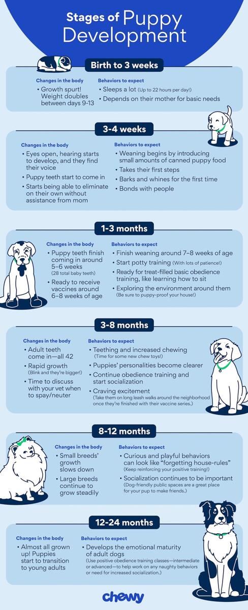 Puppy Stages What To Expect In Their First Two Years Chewy