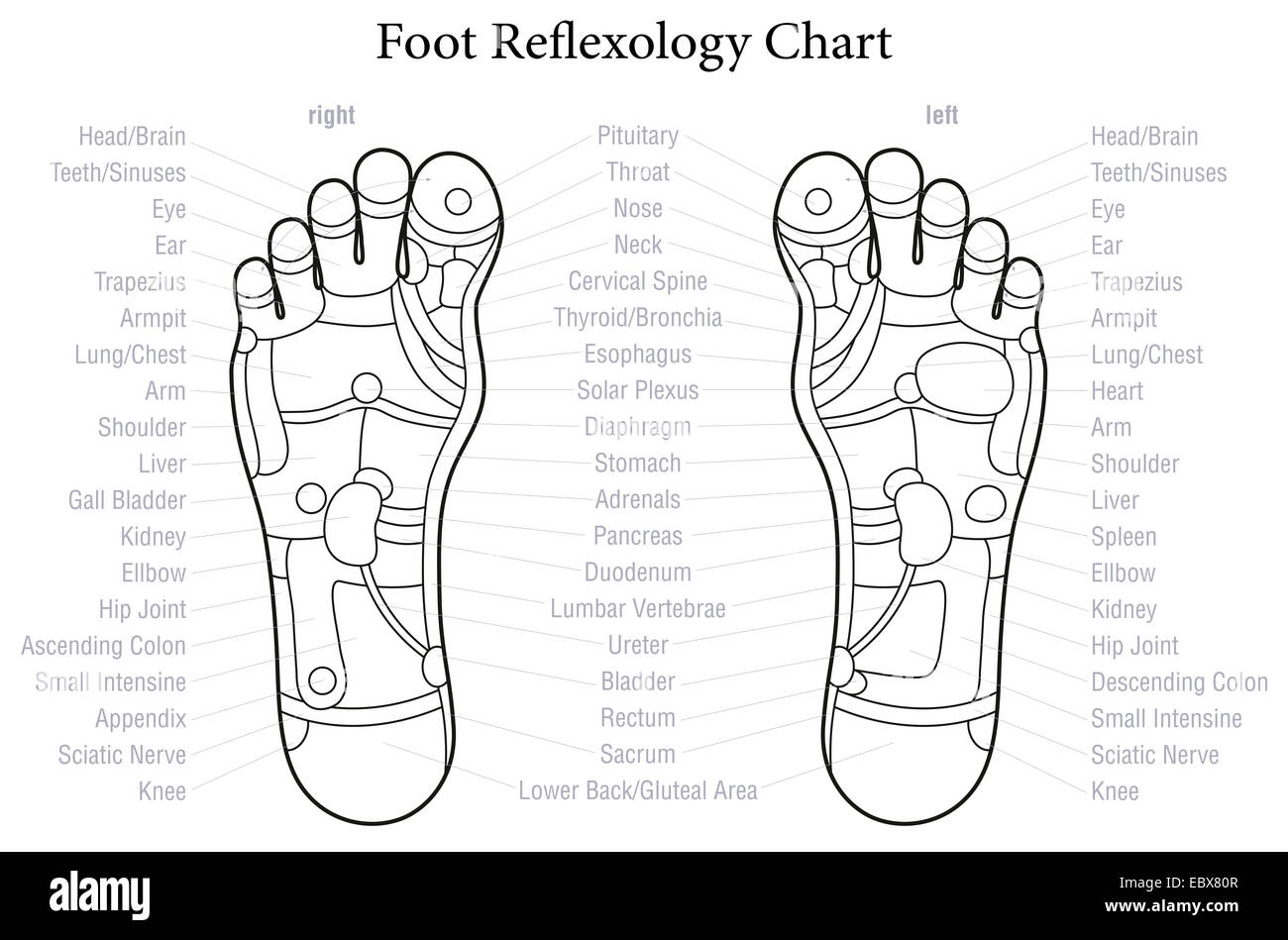 Reflexology Foot Chart Hi Res Stock Photography And Images Alamy