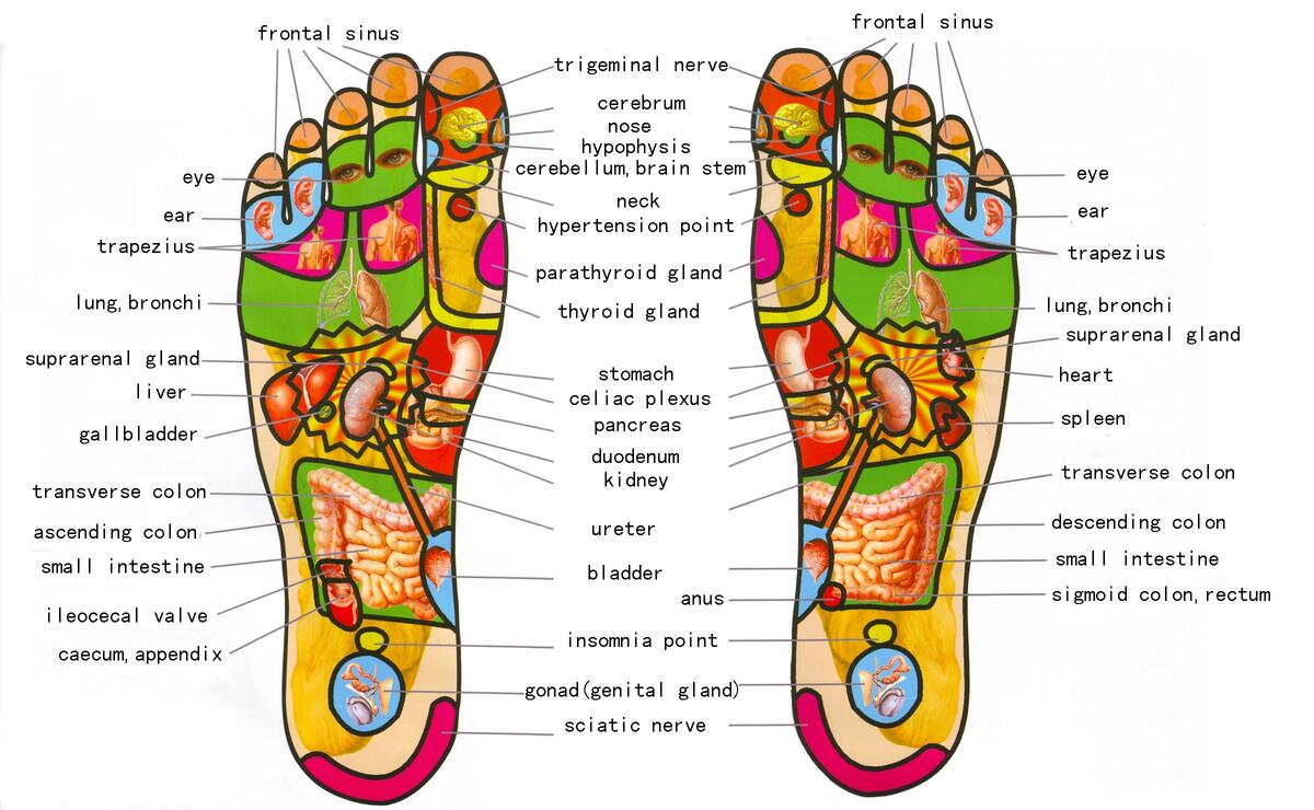 Reflexology Foot Chart Reflex Zones Explained