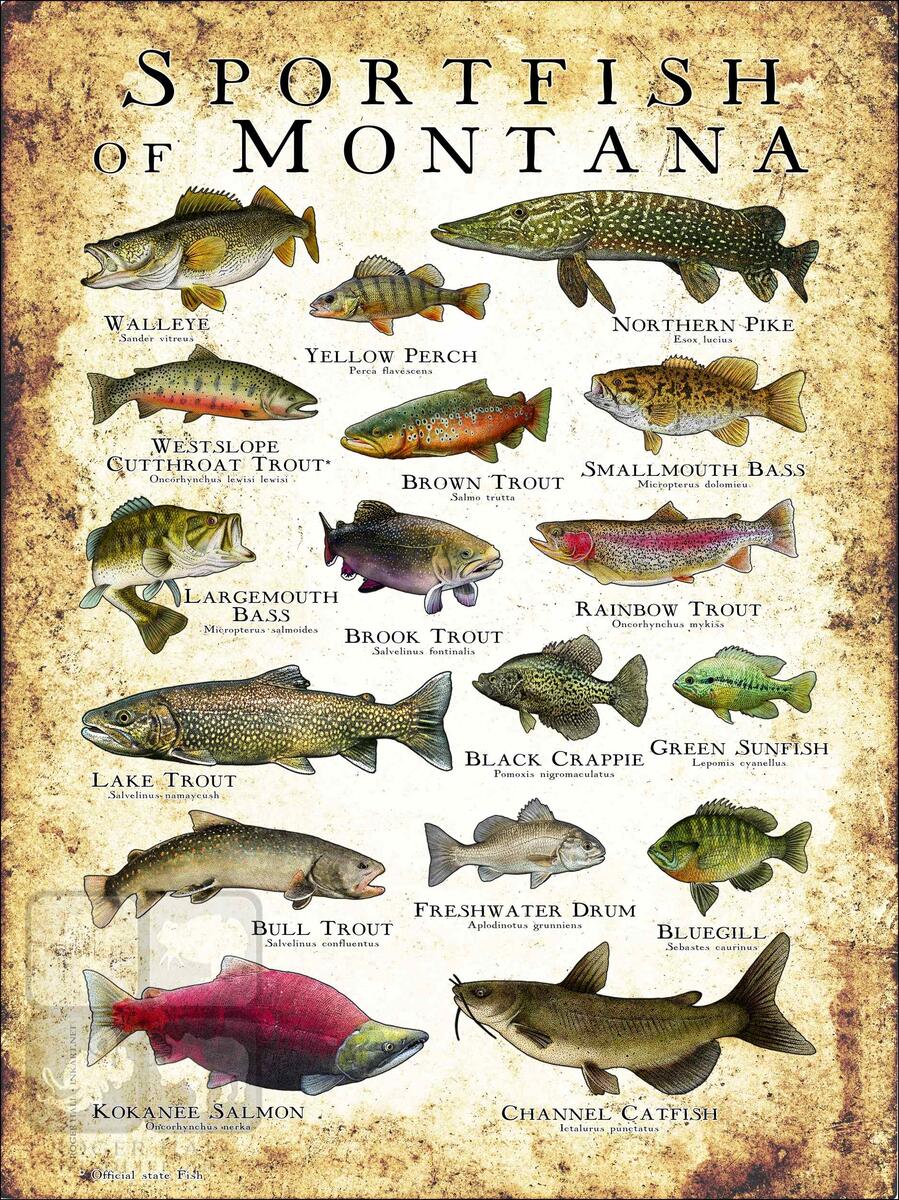 Sportfish Of Montana Poster Print