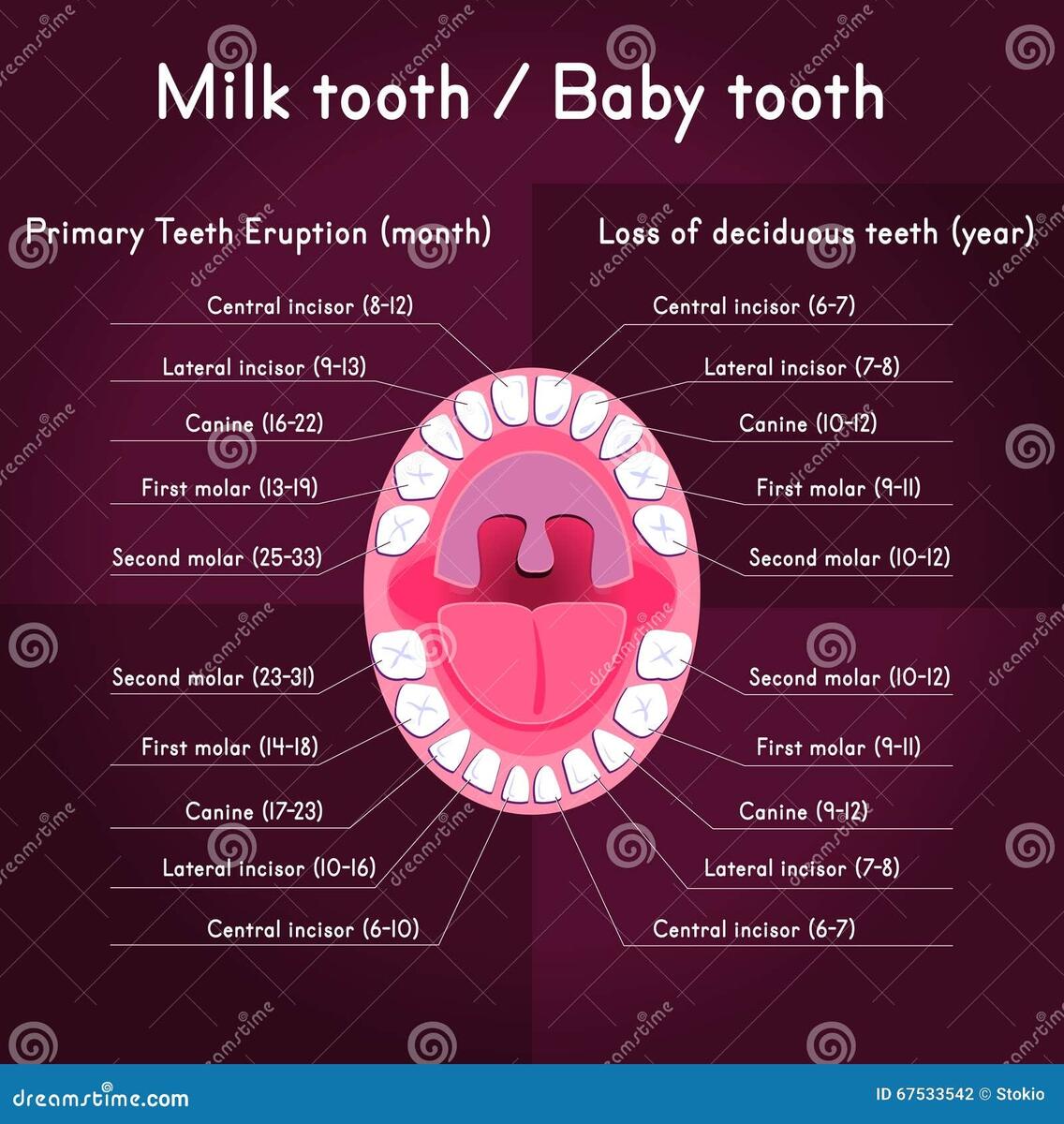 Teeth Chart Stock Illustrations 1 308 Teeth Chart Stock Illustrations Vectors Clipart Dreamstime