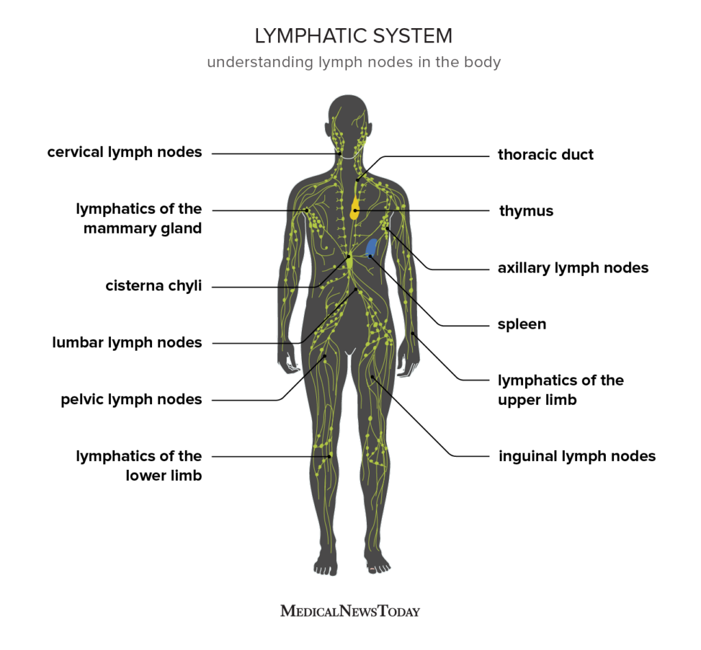 The Lymphatic System Anatomical Chart Printable 2 Thousand Lymphatic System Diagram Royalty Free Images Stock Anatomy Posters