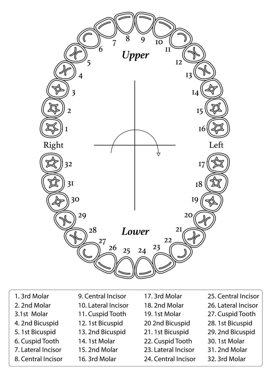 Tooth Chart Full Sheet 15 Free PDF Printables Printablee Tooth Chart Full Sheet 15 Free PDF Printables Printablee