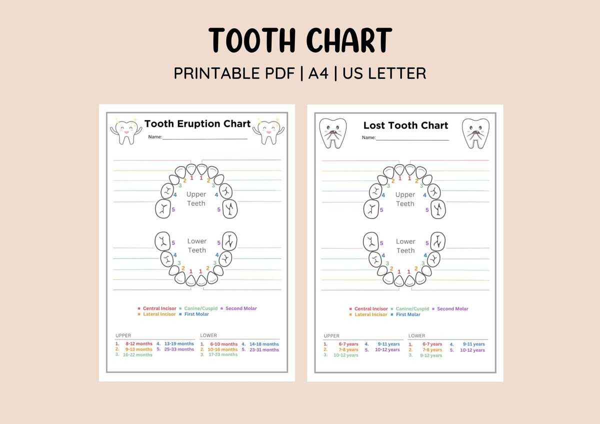 Tooth Eruption Chart 14 Month Old Teething 7 Hundred Baby Teeth Eruption Royalty Free Images
