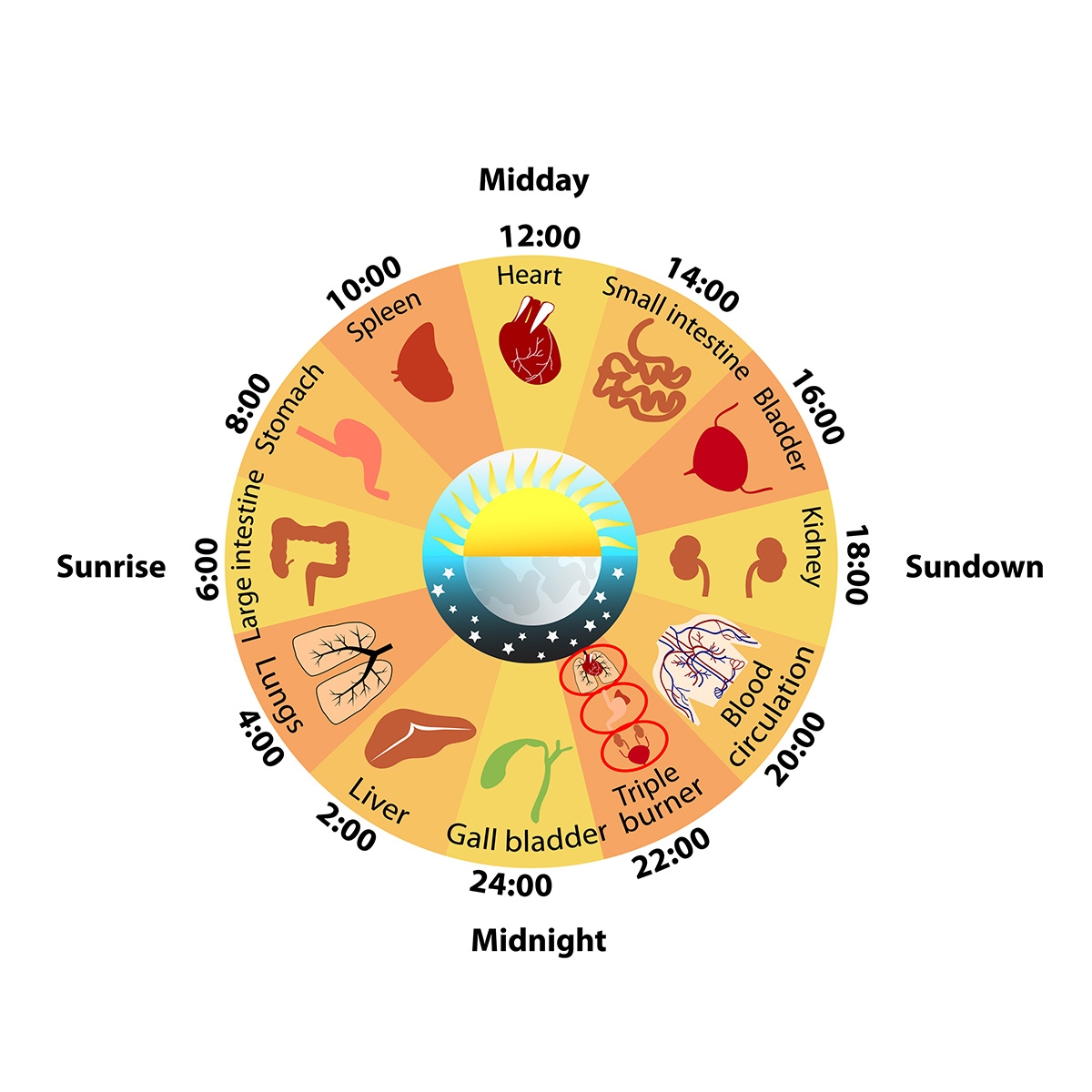 What Is The Chinese Circadian Clock Tao To Wellness What Is Global Atmospheric Circulation Internet Geography
