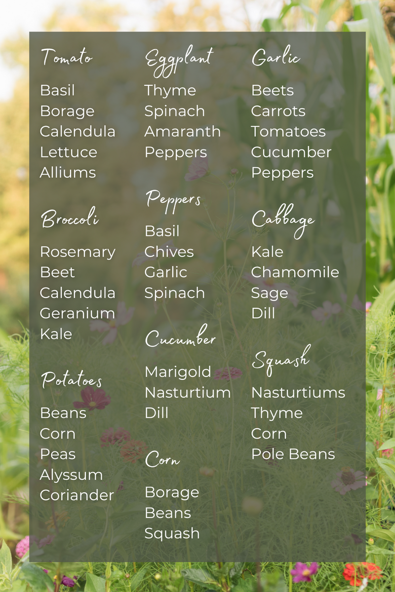 Companion Planting Chart For Popular Vegetables In PDF Illustrator Download Template
